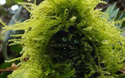 L&rsquo;Homme Vert, gardien de la Nature